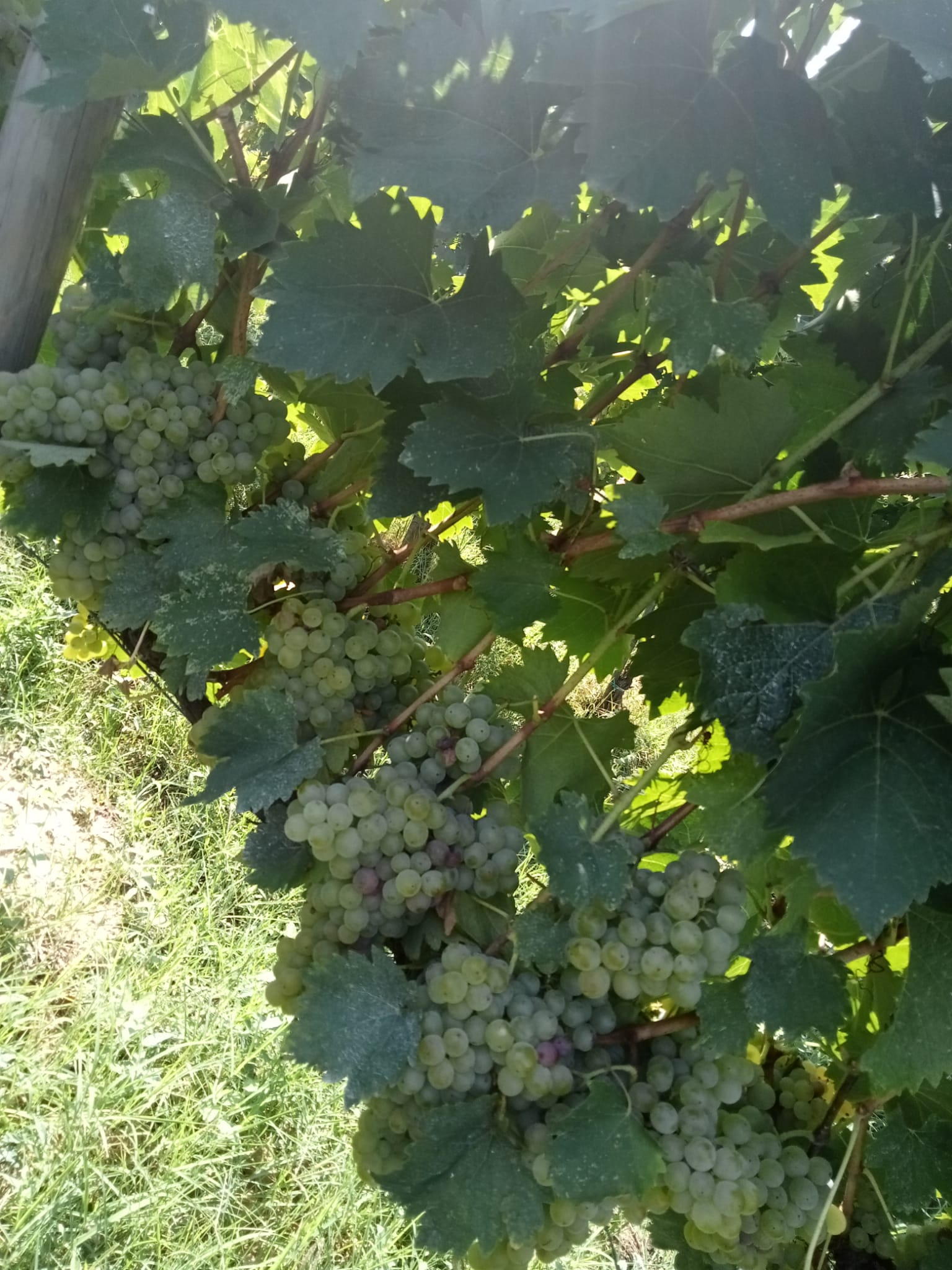 Unicostay | Tour in Vigna